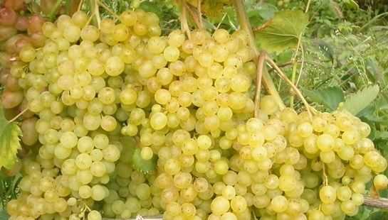 Мускат белый — описание сорта винограда и особенности выращивания