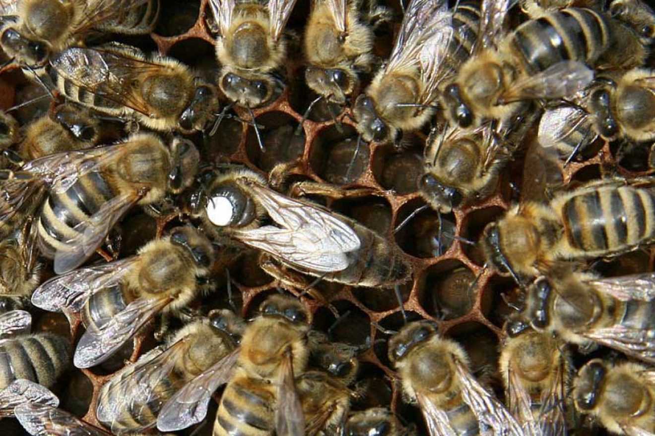 Пчелиная семья. Пчеломатка и трутень. Матка роя пчел. Рой трутней.