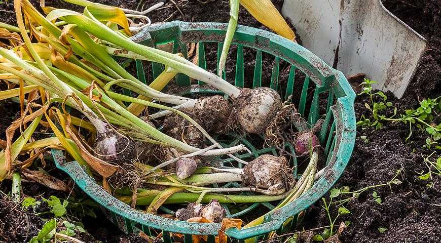 Луковицы тюльпанов (37 фото): когда их сажать и как выращивать? когда выкапывать клубни и как хранить их зимой? как посадить и вырастить дома? можно ли спасти замерзшие луковицы?