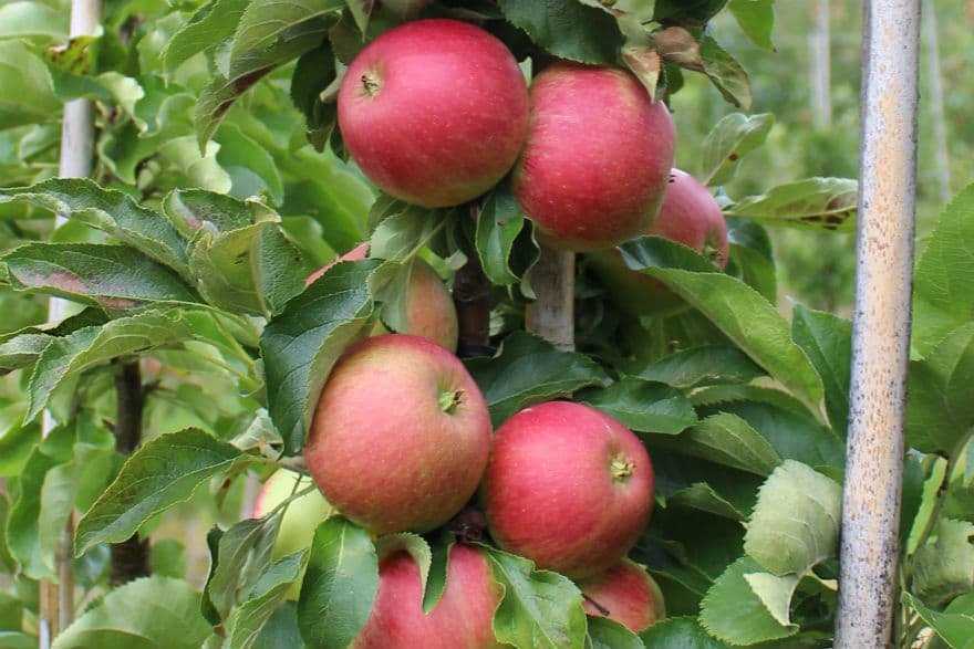 О лучших плодовых деревьях для Подмосковья: какие сорта посадить на даче