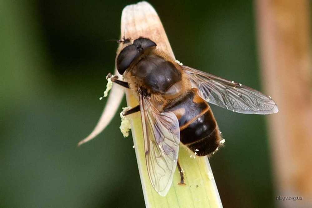 Трутни — и их роль в жизни пчелиной семьи