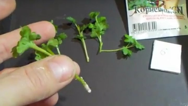 Как размножить хризантему из букета