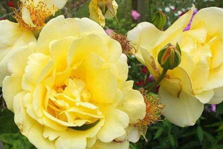 плетистая роза желтого цвета казино