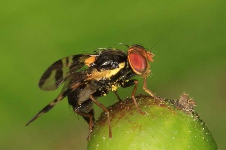 Как обнаружить и обезвредить вишневую муху