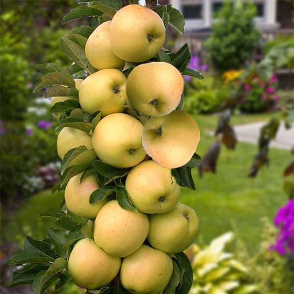 Сорт колоновидной яблони арбат: фото с описанием