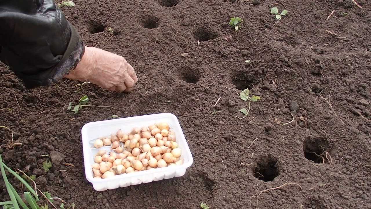 Когда можно посадить луковицы