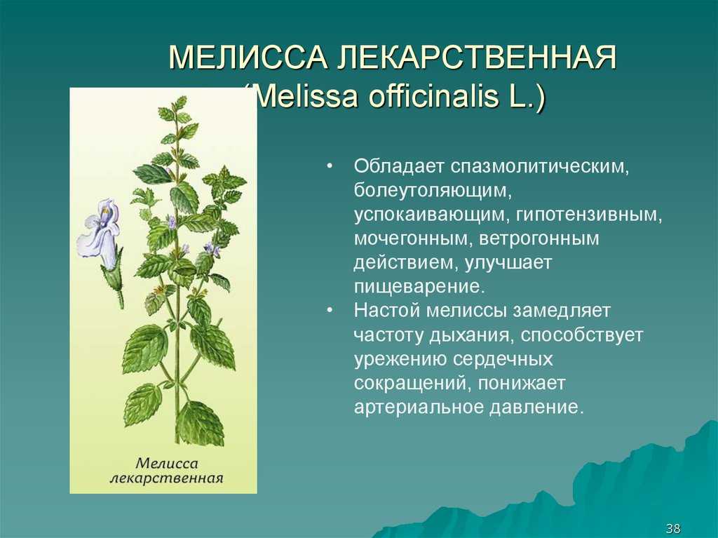 Лечебные растения свойства и противопоказания. Трава мелиссы лекарственной описание.