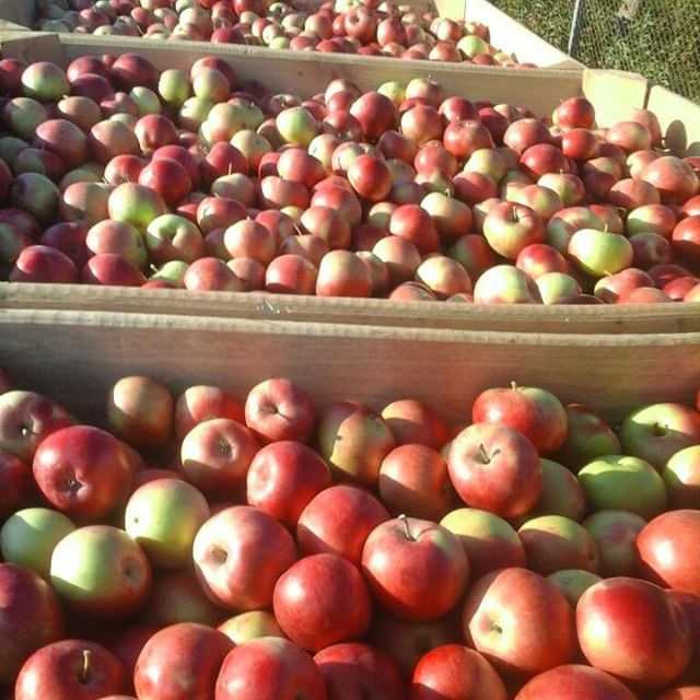 Ботаническое описание и агротехника выращивание яблони сорта лигол