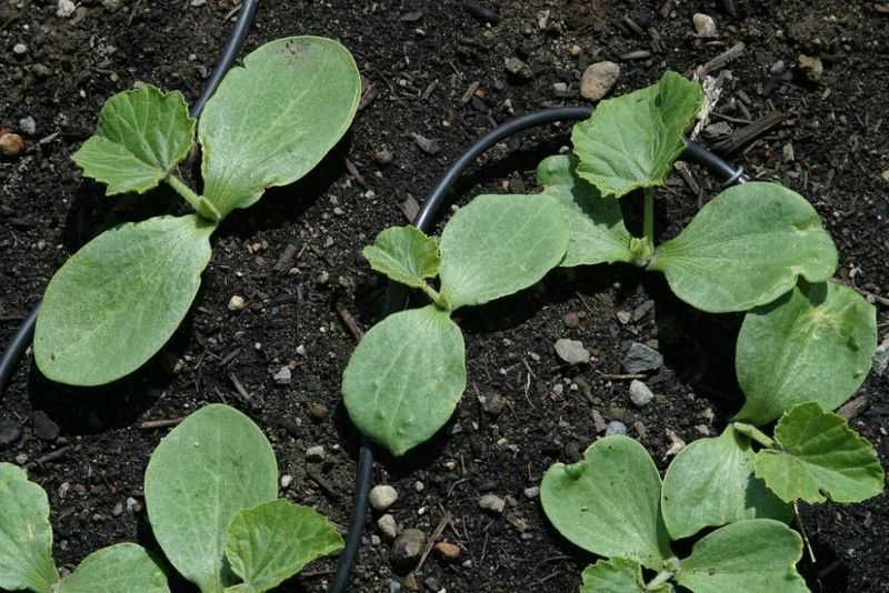 Выращивание кабачков: когда сажать семена в открытый грунт, посадка на рассаду
