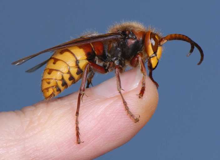 Как лечить и отличить укусы жалящих насекомых: шмеля, осы, шершня и пчелы