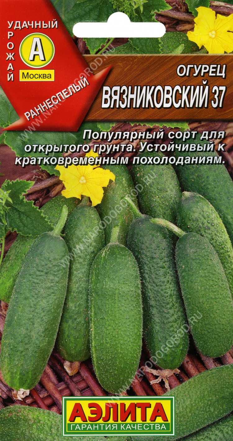 Сорт огурцов «вязниковский 37»: фото, видео, описание, посадка, характеристика, урожайность, отзывы