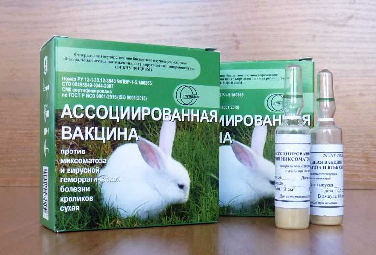 Вакцина раббивак v спасет кроликов от вгбк