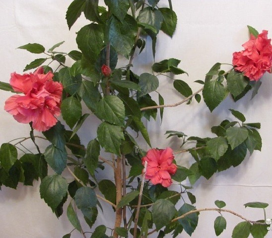 Китайская роза или, как ее часто называют, цветок смерти — почему она получила такое прозвище