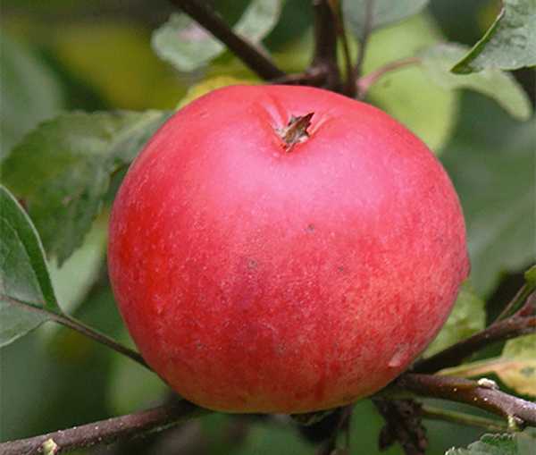 Ботаническое описание и агротехника выращивания яблони сорта пепин шафранный