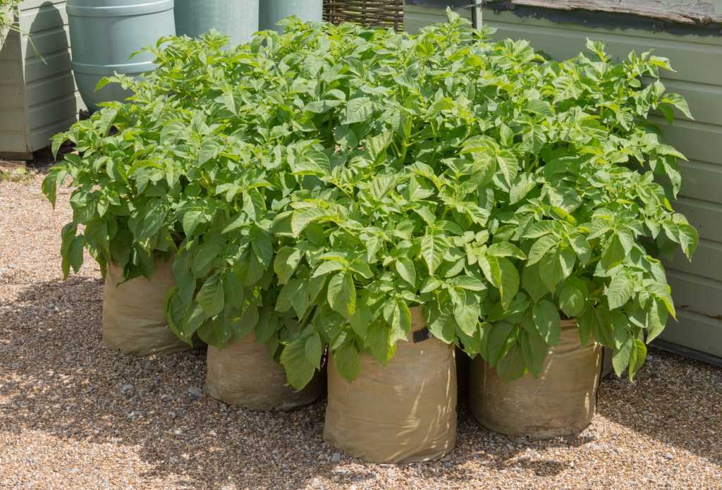 Как вырастить картофель в мешках (сумках)