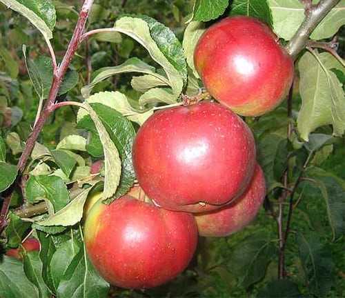Особенности выращивания яблони антей