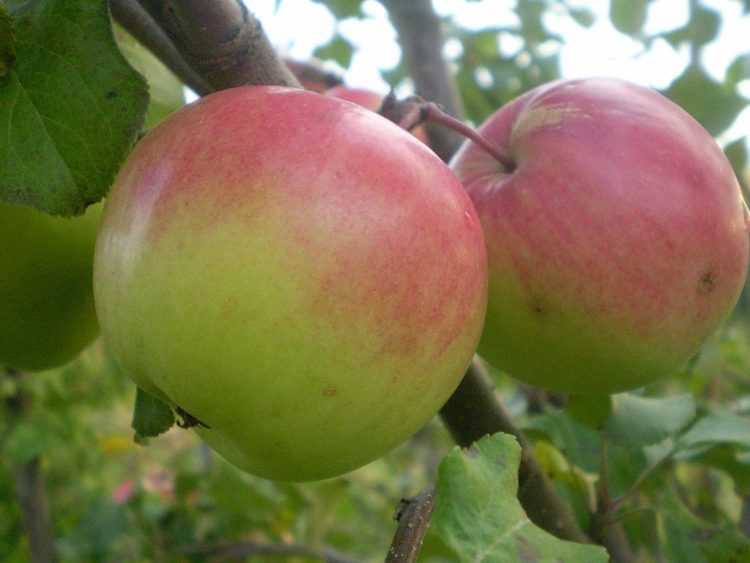 Яблоня богатырь: описание сорта с фото, правила посадки и ухода