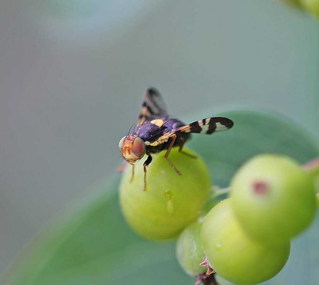 Вишневая муха – главный вредитель вишни и черешни