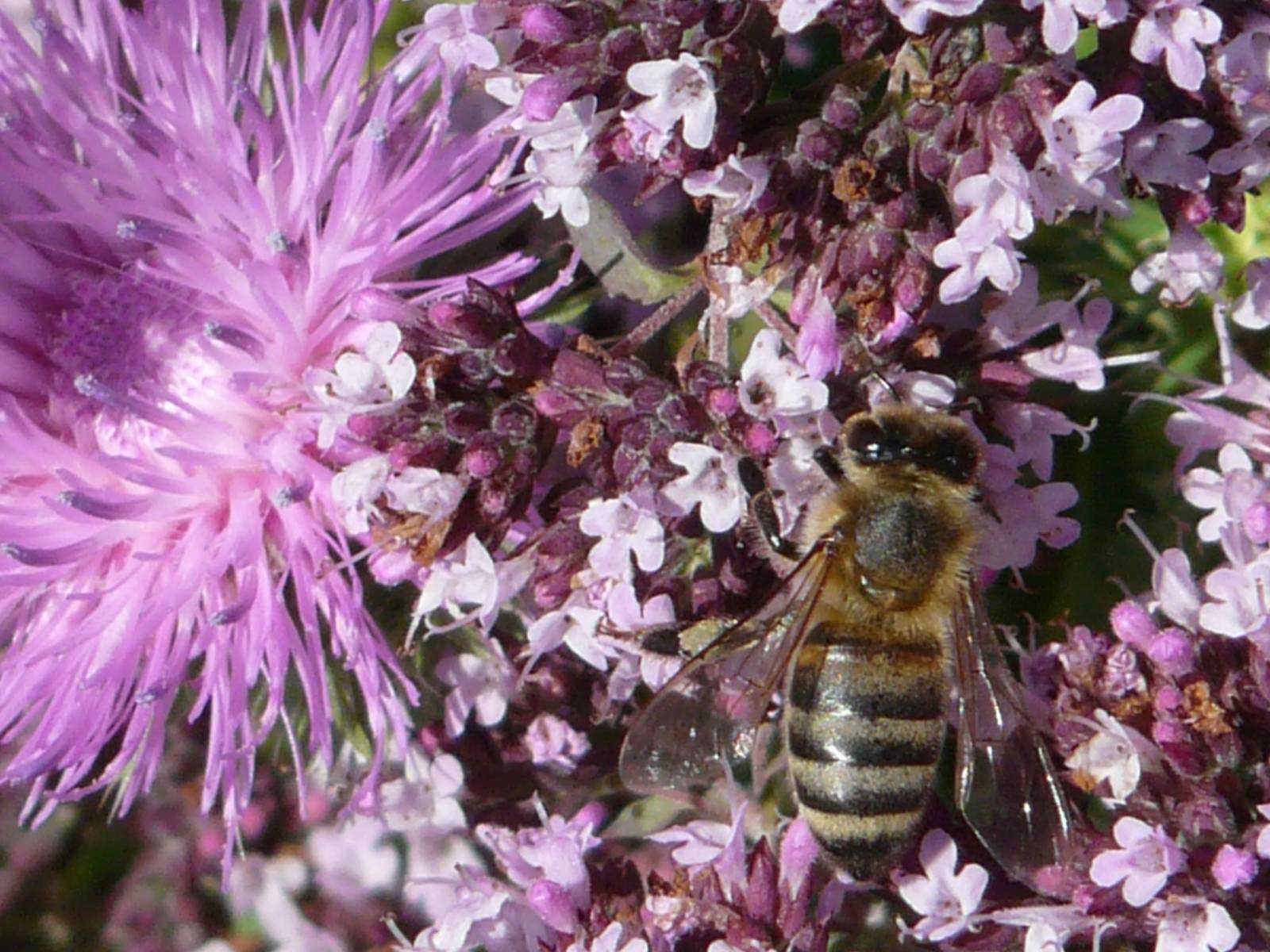 Лучшие медоносы для пчел: травы, цветы, кустарники и деревья