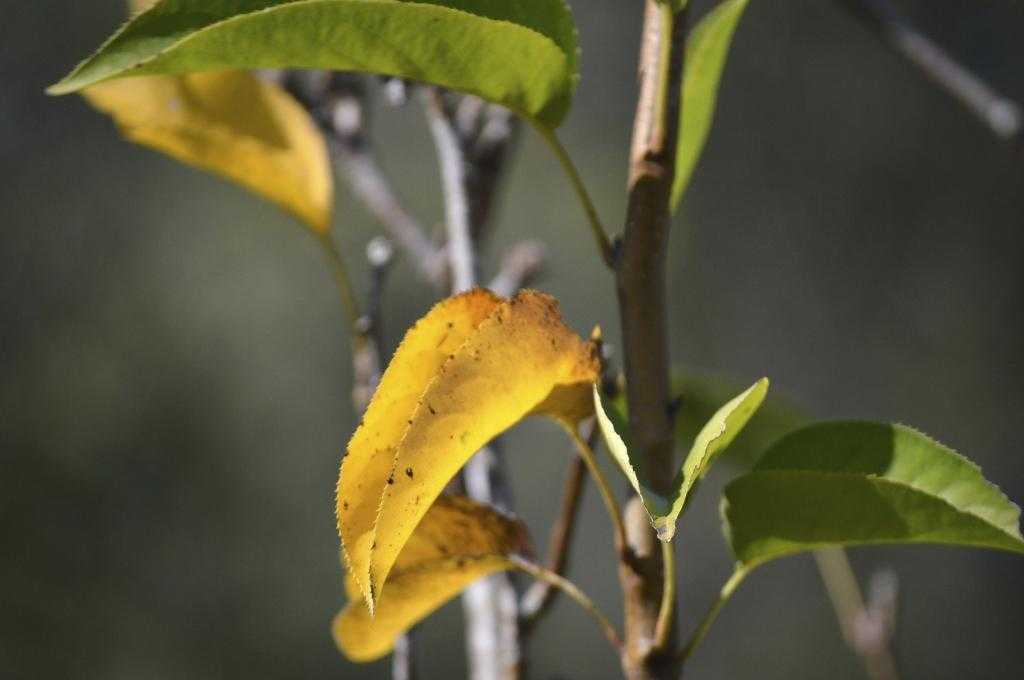 Почему у лилии желтеют листья – все возможные причины и что делать