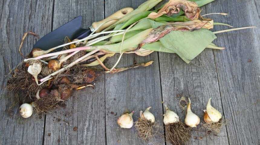 О хранении луковиц тюльпанов в домашних условиях после выкопки, когда сажать