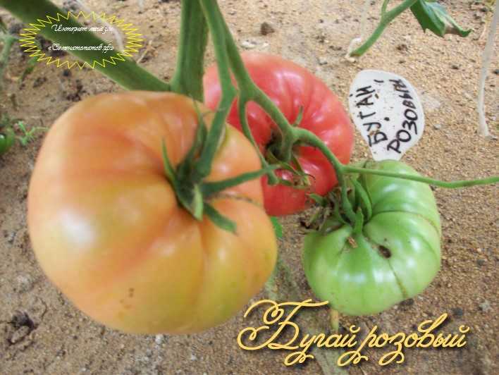 Бугай – мощь и красота томата. описание разновидностей сорта и особенности выращивания