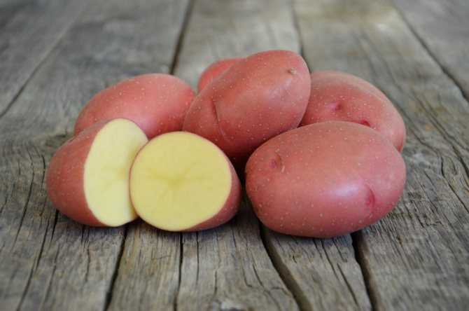 Сорт картофеля ред скарлет, описание, характеристика и отзывы, а также особенности выращивания