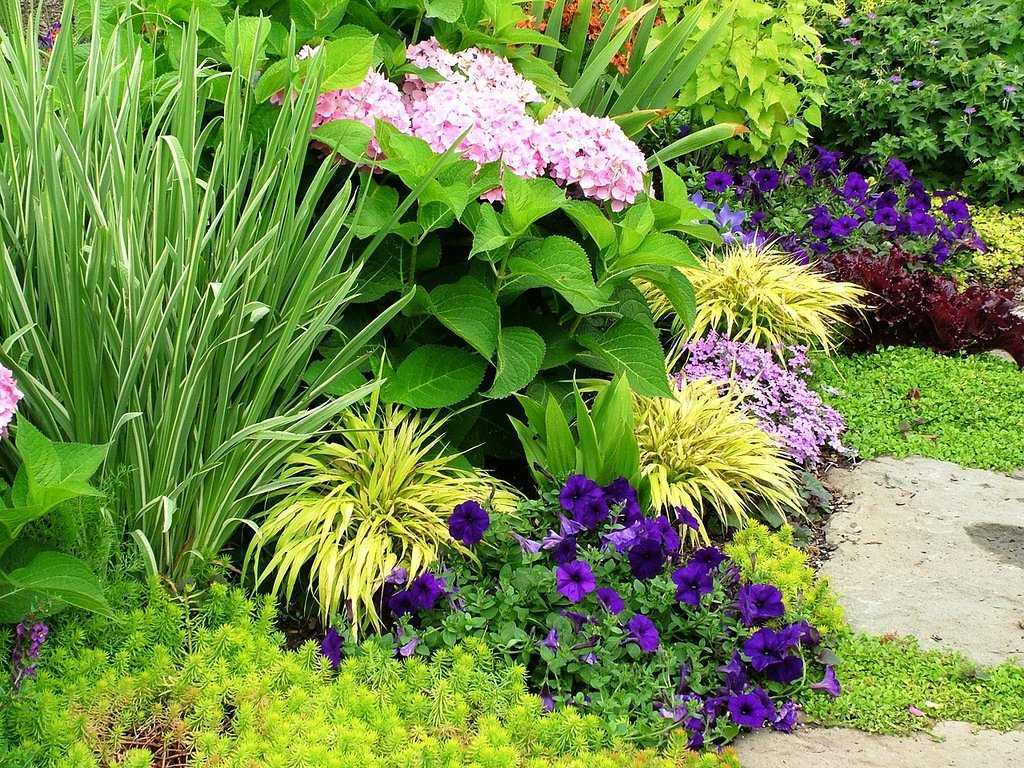 Засухоустойчивые и солнцелюбивые растения для дачи, фотообзор | сажаем сад