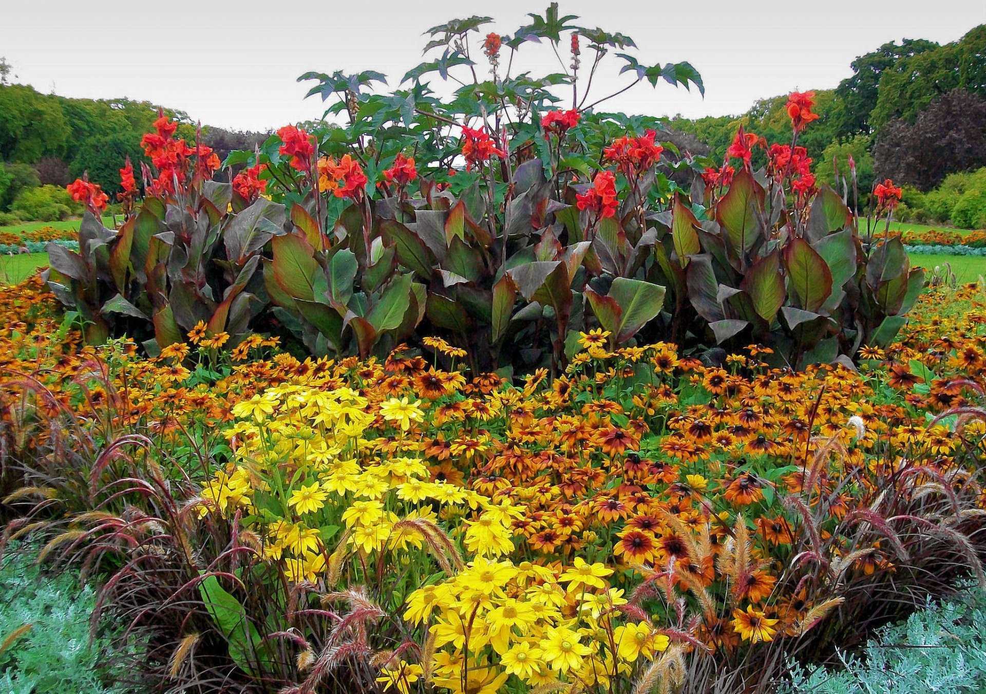Осенние цветы в саду: каталог с фото и названиями | топ-30 лучших