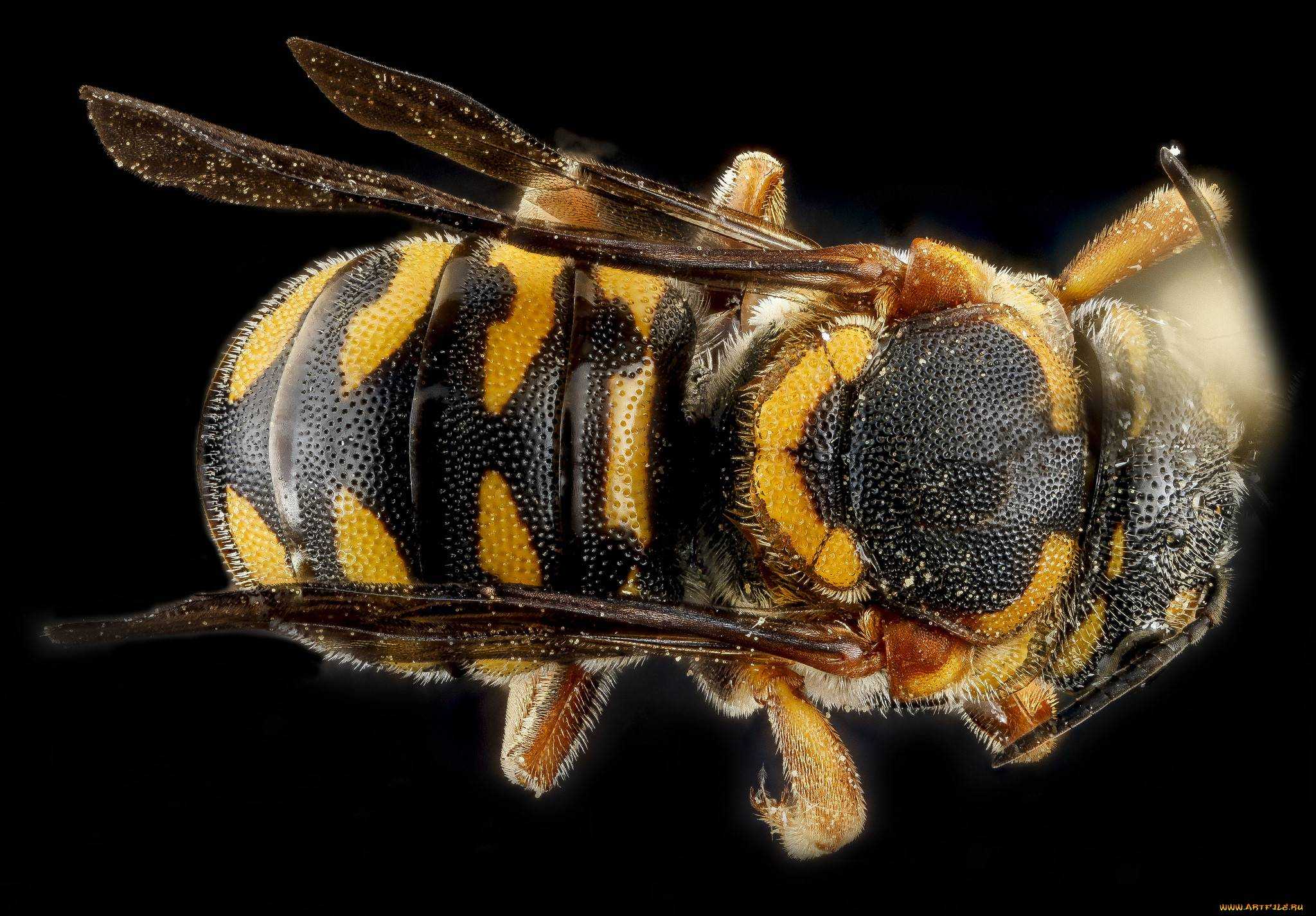 Отличия шмелей, пчел, шершней и ос