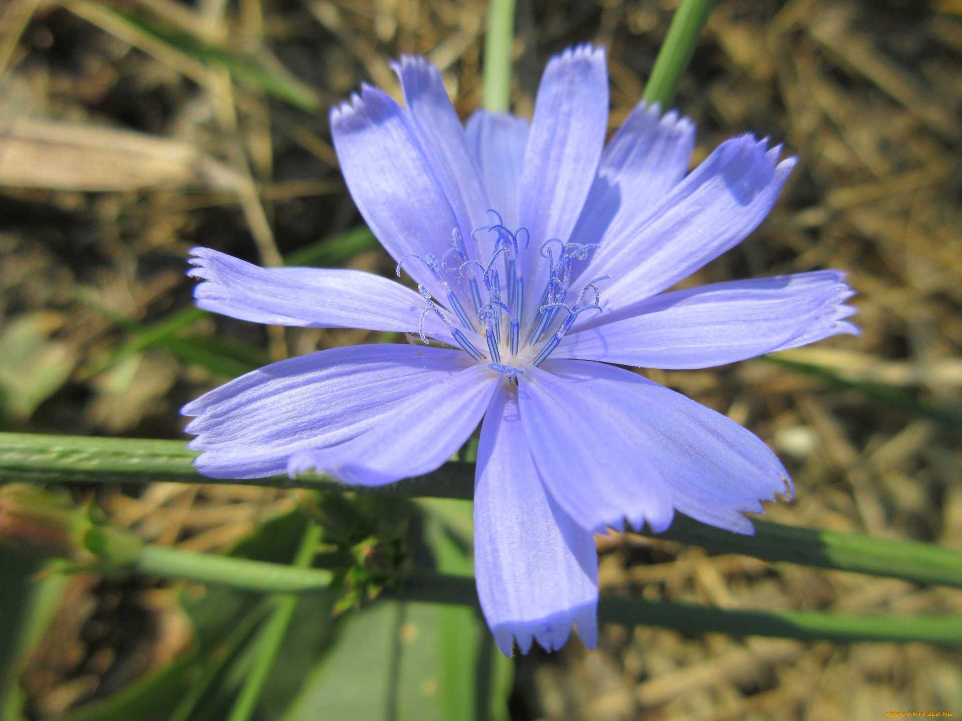 Цветок колокольчик: описание растения и фото некоторых садовых и дикорастущих видов