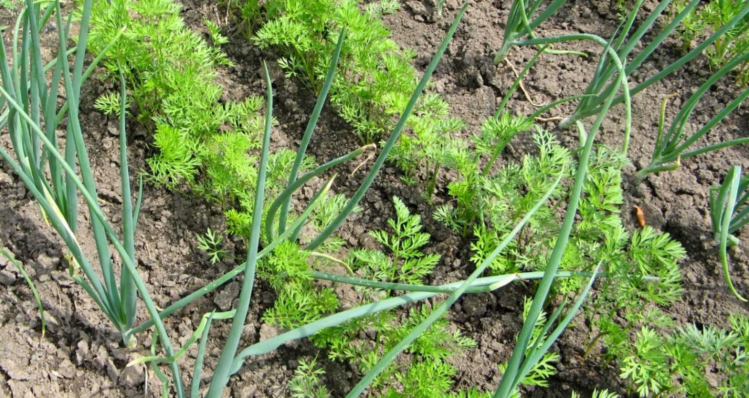 Морковь и укроп: как отличить всходы, можно ли сажать рядом, совместимость семян культур при соседстве на одной грядке, а также фото растений после посадки