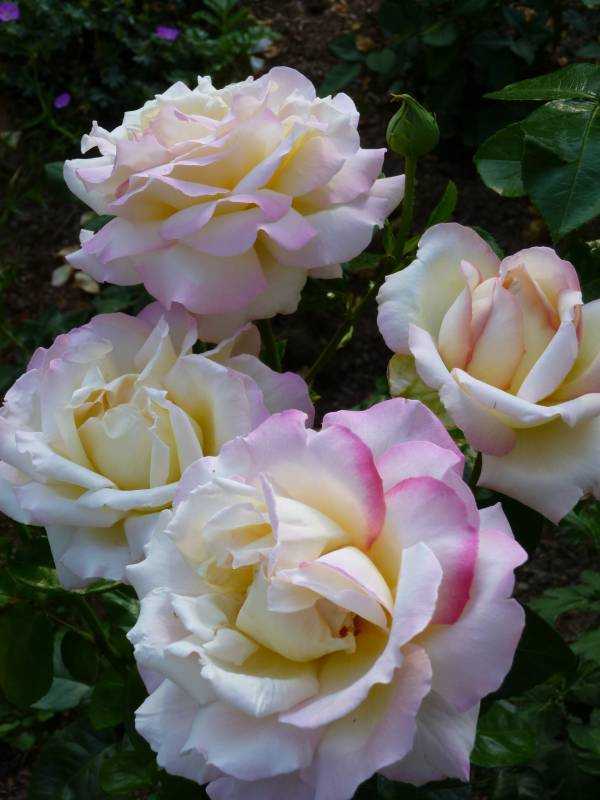 «глория дей» - самая знаменитая роза хх века