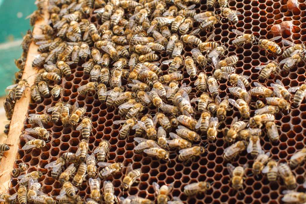Сколько мёда можно получить с одного улья
