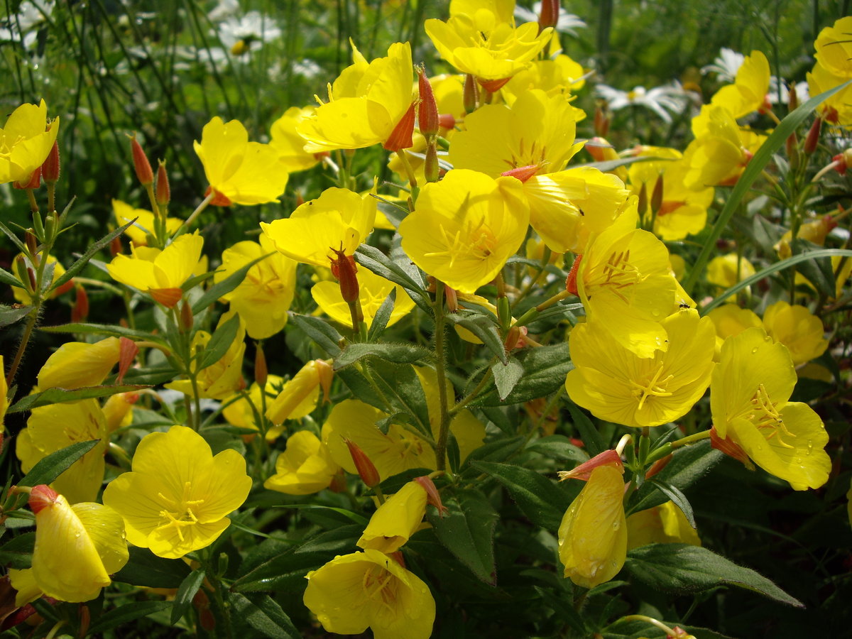 Желтые цветы многолетники фото и названия. Энотера. Энотера лимонная. Вербейник энотера. Энотера многолетняя.
