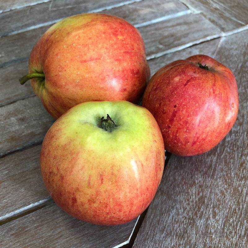 Отличный сорт яблок штрифель в вашем саду