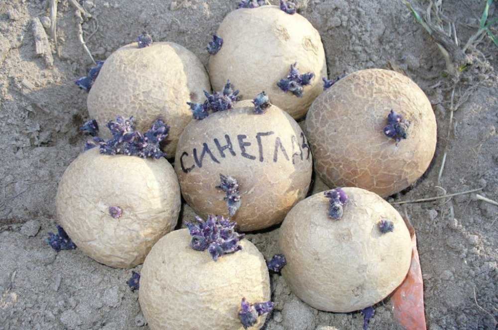 Семена картошки синеглазки семена укропа фармакогнозия