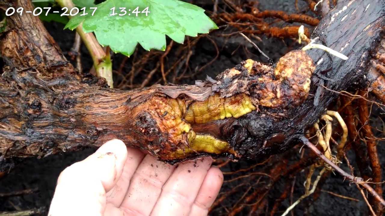 Рак коры плодовых деревьев