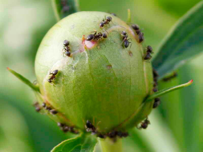 Как вывести муравьев на пионах: химические препараты и народные методы