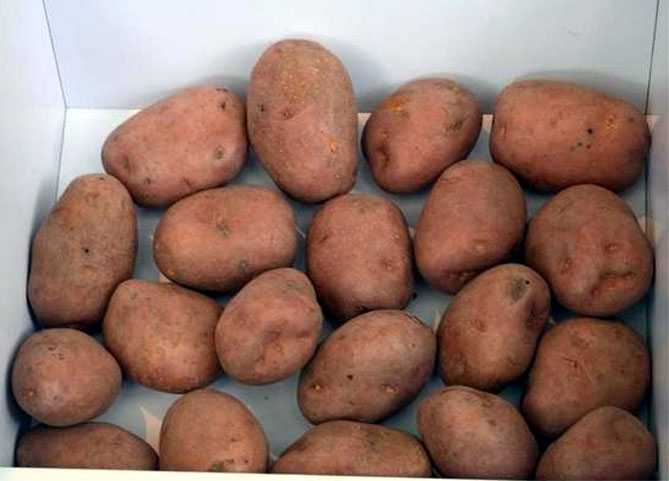 Сорт картофеля беллароза: описание, посадка и уход