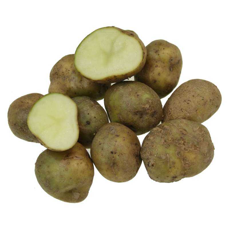 Особенности посадки картофеля ильинский