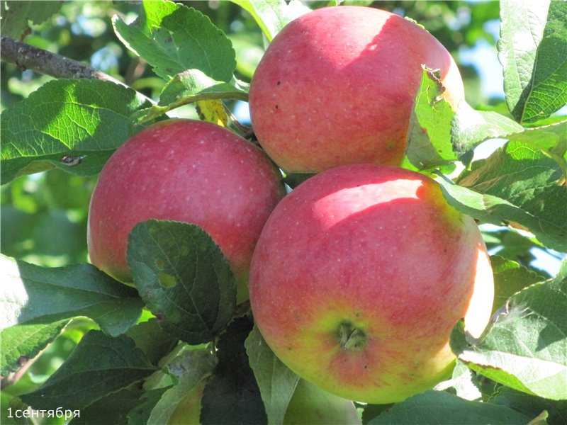 Яблоня пепин шафранный: описание сорта, фото, отзывы садоводов