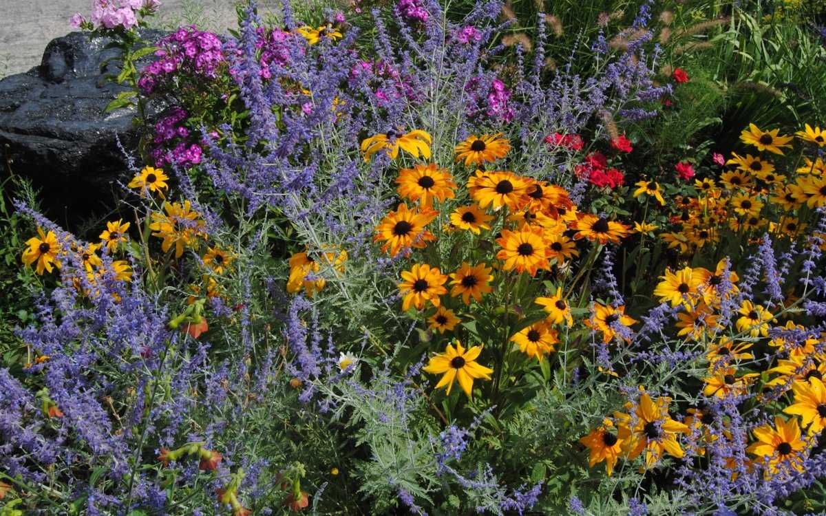 Осенние цветы в саду: каталог с фото и названиями | топ-30 лучших
