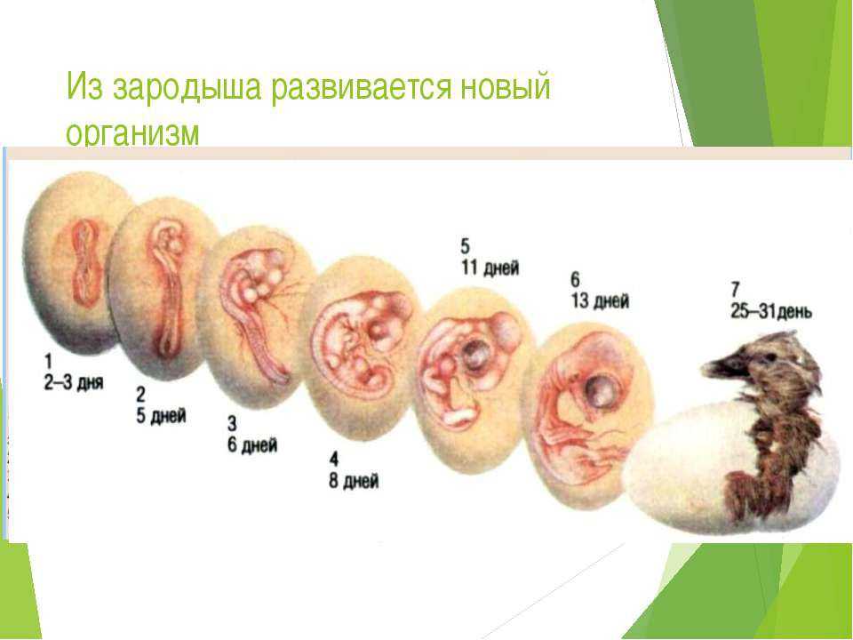 У представителей какого класса развитие зародыша. Развитие зародыша птицы. Стадии развития зародыша в яйце индоутки. Зародыш голубя по дням. Развитие зародыша птицы кратко.