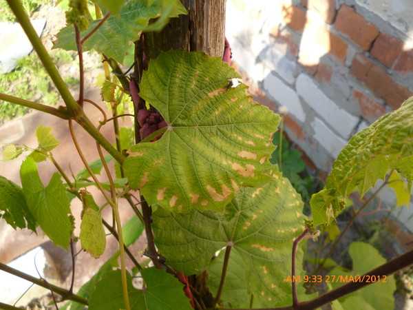 Виноград сохнут края листьев. Скручиваются листья у винограда. Виноградные листья скручиваются. Болезни винограда листья сохнут. Болезни винограда скручиваются листья.