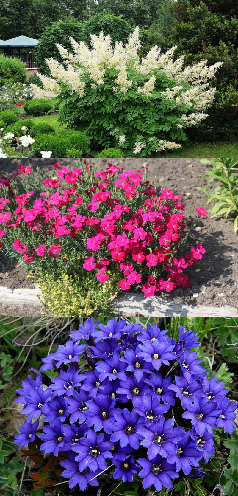 Садовые цветы, цветущие все лето: описание и фотографии