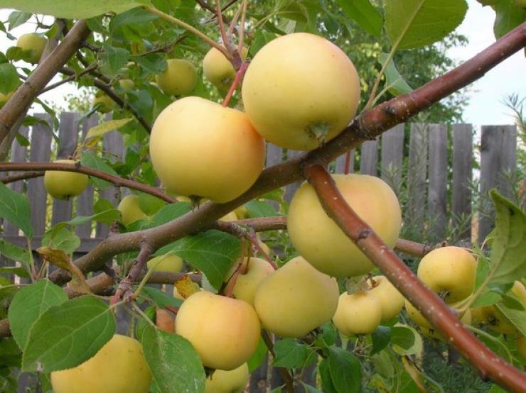 О яблоне братчуд: описание сорта, характеристики, агротехника, выращивание