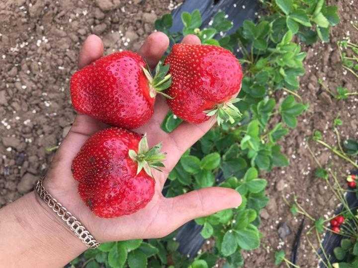 Альба Сорт Купить Семена