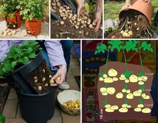 Как повысить урожайность картофеля: выращивание в бочке
