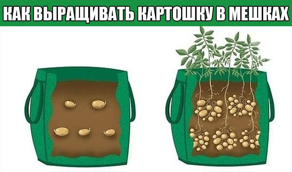 Подходим к выращиванию картофеля с умом: советы о том, как получить хороший урожай без прополки и окучивания
